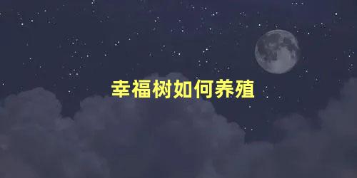 幸福树如何养殖 幸福树严重掉叶子怎么补救