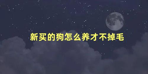 新买的狗怎么养才不掉毛 什么狗不臭不掉毛好养