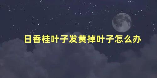 日香桂叶子发黄掉叶子怎么办 日香桂的叶子是什么样