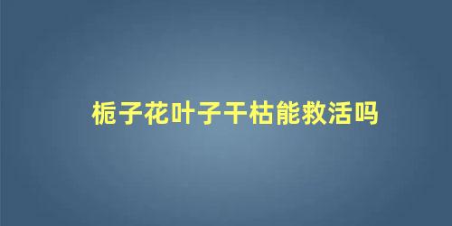 栀子花叶子干枯能救活吗 栀子花干枯怎么挽救