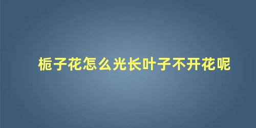 栀子花怎么光长叶子不开花呢