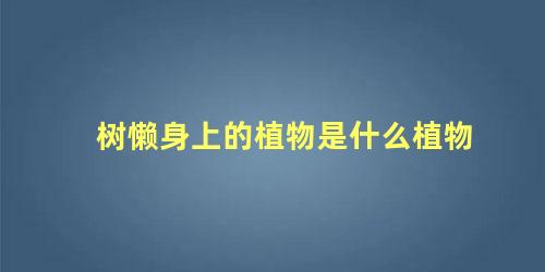 树懒身上的植物是什么植物 树懒会不会咬人