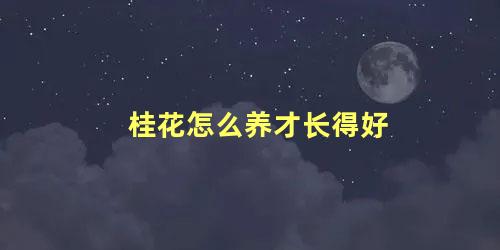 桂花怎么养才长得好 家里为什么不能种四季桂花