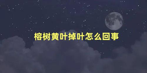 榕树黄叶掉叶怎么回事 榕树叶子少怎么办