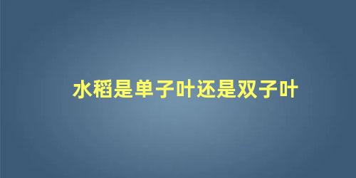 水稻是单子叶还是双子叶 水稻是单子叶还是双子叶转基因时用什么转化方法