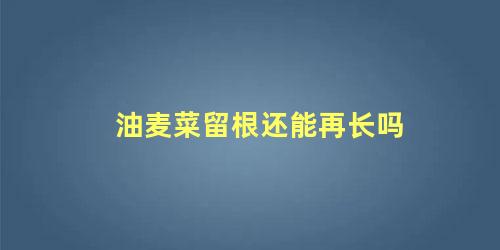 油麦菜留根还能再长吗 油麦菜掐叶还能再长吗