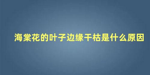 海棠花的叶子边缘干枯是什么原因