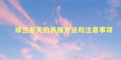 球兰冬天的养殖方法和注意事项 球兰花怎么过冬