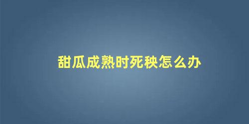 甜瓜成熟时死秧怎么办，甜瓜中午叶子蔫是怎么回事