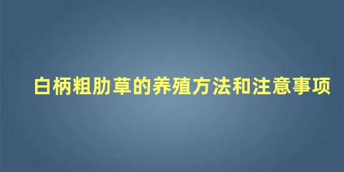 白柄粗肋草的养殖方法和注意事项