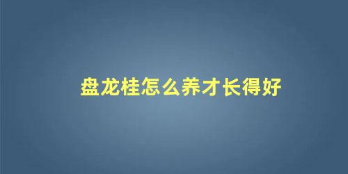 盘龙桂怎么养才长得好 盘龙桂可以养在室内么