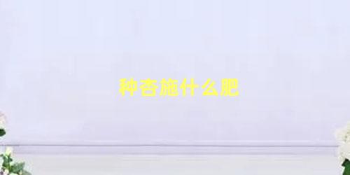 种杏施什么肥 杏怎么存放