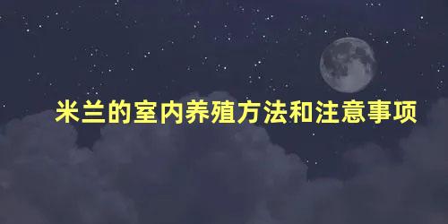 米兰的室内养殖方法和注意事项 米兰适合在室内养吗