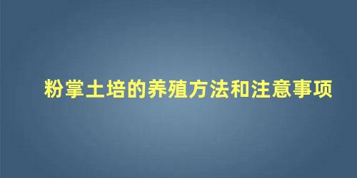 粉掌土培的养殖方法和注意事项 粉掌浇水注意事项