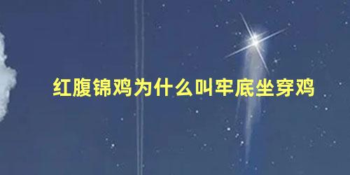 红腹锦鸡为什么叫牢底坐穿鸡 打死一只红腹锦鸡判刑几年