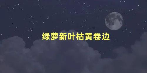 绿萝新叶枯黄卷边