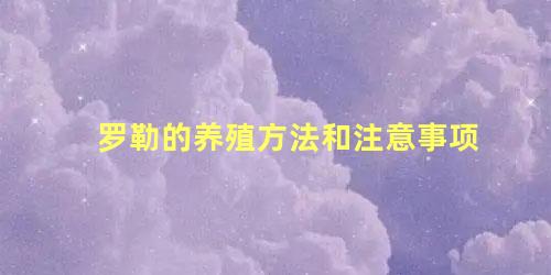 罗勒的养殖方法和注意事项 罗勒种子怎么种植