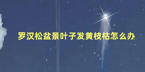 罗汉松盆景叶子发黄枝枯怎么办 罗汉松叶黄枝枯是什么原因