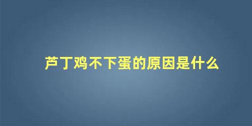 芦丁鸡不下蛋的原因是什么 芦丁鸡不孵蛋怎么办