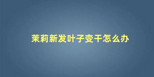 茉莉新发叶子变干怎么办 茉莉枝干变干了怎么办