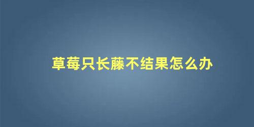 草莓只长藤不结果怎么办 草莓不开花就结果的原因