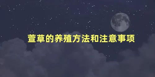 萱草的养殖方法和注意事项 萱草栽培与管理