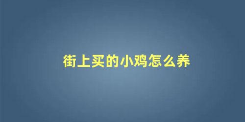 街上买的小鸡怎么养 刚买回来的小鸡仔怎么养