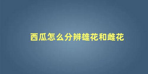 西瓜怎么分辨雄花和雌花 西瓜苗怎么分公母