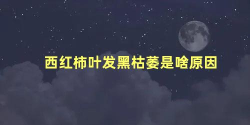 西红柿叶发黑枯萎是啥原因，番茄枯萎病的症状及防治方法