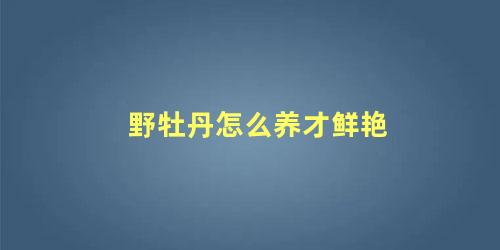 野牡丹怎么养才鲜艳 怎么形容牡丹花