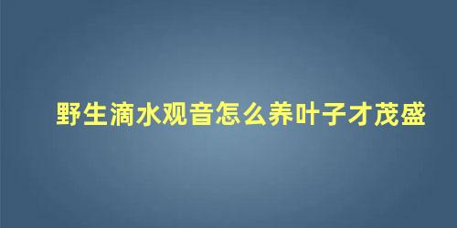 野生滴水观音怎么养叶子才茂盛 滴水观音干叶怎么回事