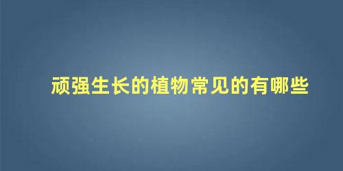 顽强生长的植物常见的有哪些 什么植物最具有顽强的生命力