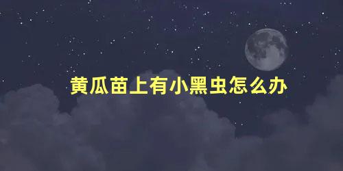 黄瓜苗上有小黑虫怎么办 黄瓜叶子上的小白飞虫怎么灭