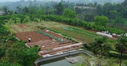 河北邢台重点油菜花种植10.78万亩，成为当地粮油企业食用油原料基地