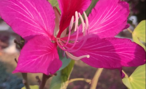 花花的世界:木菊花和扶桑花背后的哲学精神