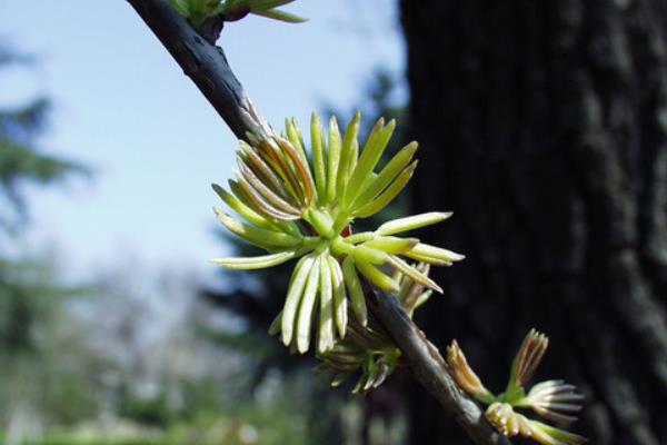 杜仲雄花市场价格多少钱一斤 杜仲雄花的泡法