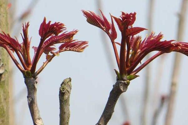 香椿芽一年四季都能生产吗？