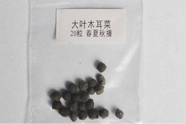 木耳菜种子价格多少钱一斤