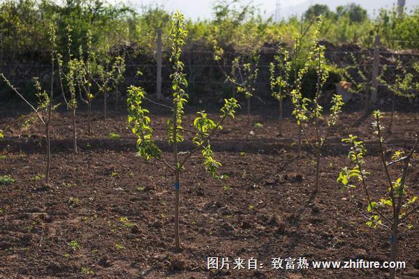 苹果树苗价格多少钱一棵