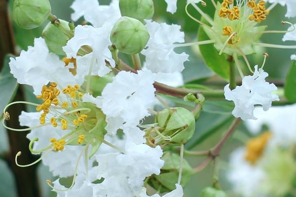 紫薇花种子市场价格多少钱一斤 紫薇花种子怎么种