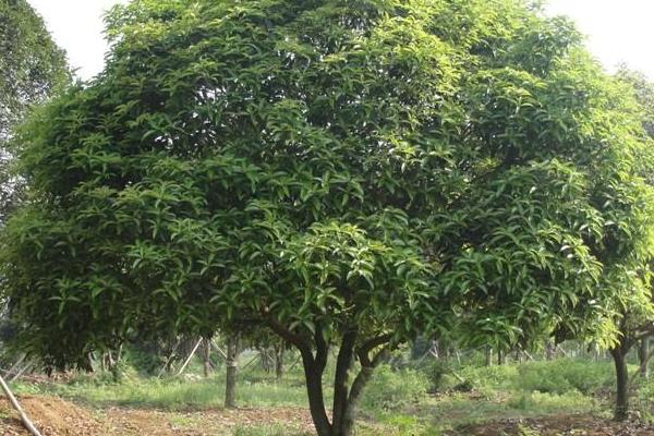 桂花树市场价格多少钱一棵 桂花种子怎么种