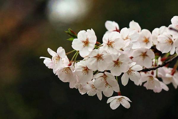 樱花树苗市场价格多少钱一棵 樱花树有哪些价值