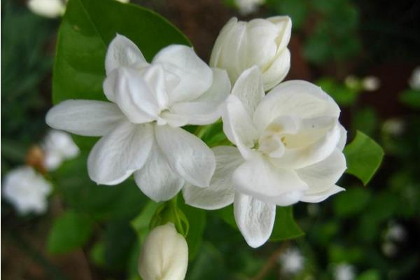 茉莉花种子市场价格多少钱一斤 茉莉花种子怎么种