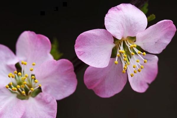 榆叶梅种子市场价格多少钱一斤 榆叶梅的养殖方法和注意事项