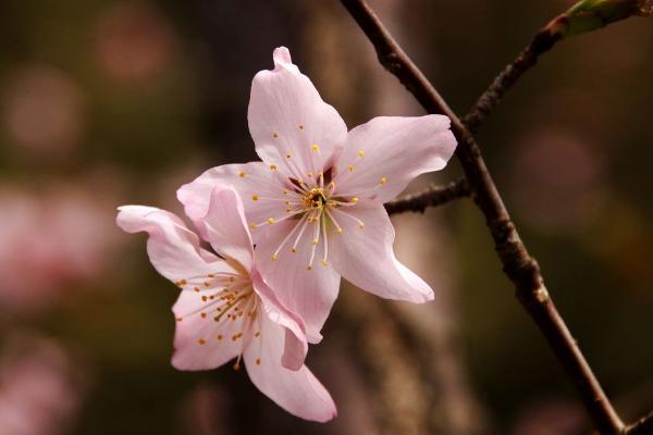 樱花种子市场价格多少钱一斤 樱花的繁殖方法