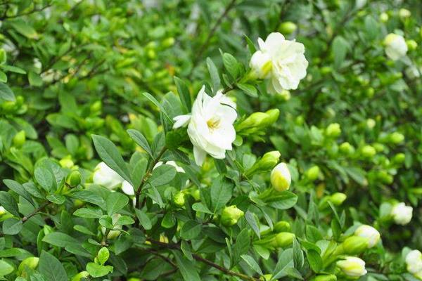 栀子花树市场价格多少钱一株 栀子花怎么种