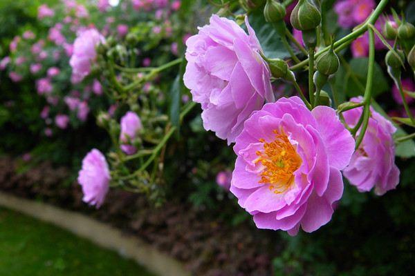 蔷薇花种子市场价格多少钱一斤蔷薇花种子怎么