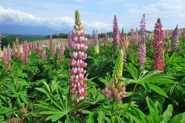 鲁冰花种子市场价格多少钱一斤 鲁冰花的繁殖方法