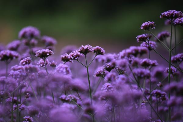 薰衣草种子市场价格多少钱一斤 薰衣草的花期怎么养护