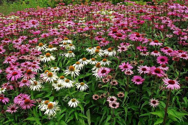 瓜叶菊种子市场价格多少钱一斤 瓜叶菊种子种植技巧